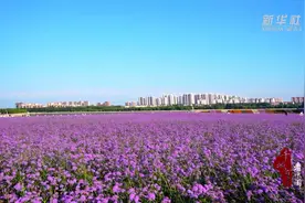 千城百县看中国｜内蒙古：相约紫色花海 寻觅诗与远方图片