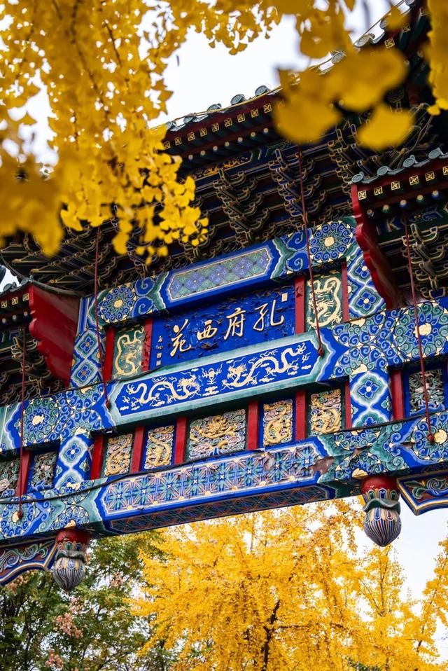 济宁冬季赏叶天花板，错过等一年的绝美景色