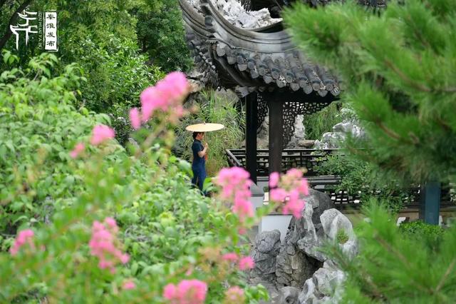 秦淮花事｜紫薇