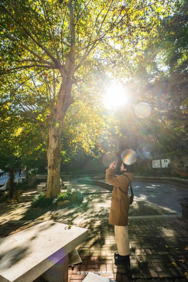 武汉为百年古树建公园，免费开放！