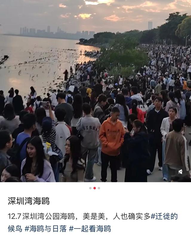 “春运都没这么多人”！深圳知名景区刷屏，网友纷纷“劝退”！
