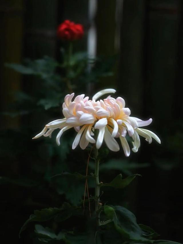 免费观赏！美到犯规