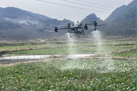 贵州省黎平县永从镇：无人机飞防助力油菜丰收图片