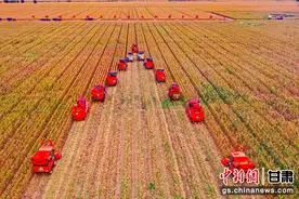 张掖甘州“一粒种、一盘菜、两头牛”绘就产业“丰”景图图片