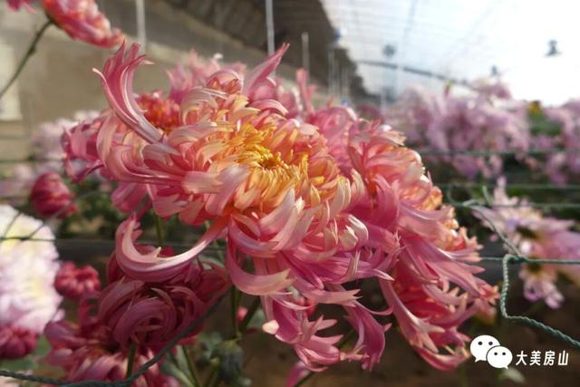 赏菊+品宴+饮酒！初冬的第一份浪漫就藏在北京这里→