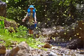 漫天飞舞！云南元江蝴蝶大爆发图片