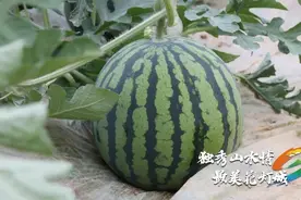 独山县：西瓜甜蜜上市 夏日清凉由此开始图片