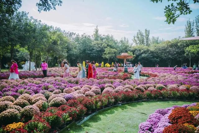 别信秋天萧瑟！凉山的花：我们才是秋天的“显眼包”