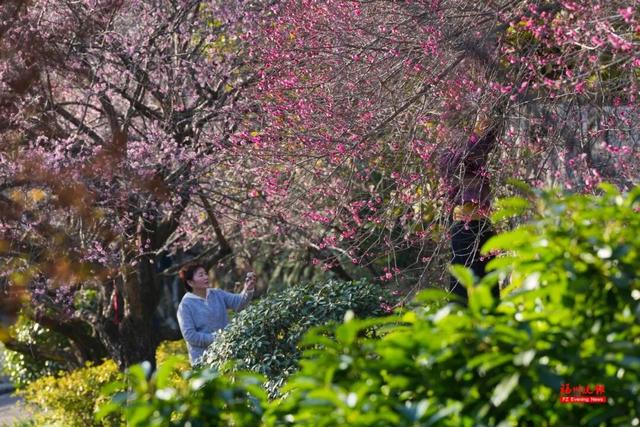 绝美！福州鼓山梅花开了！