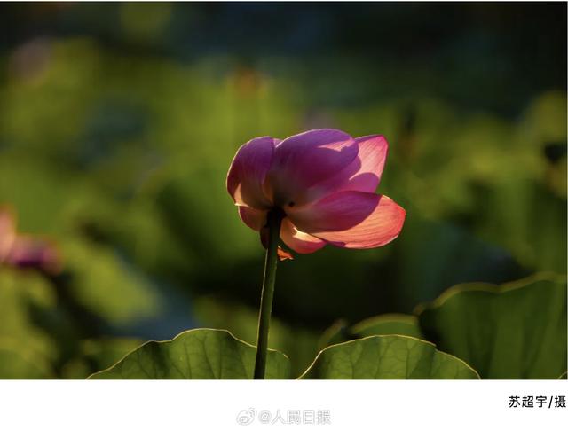 美得让人心动！快来收藏这组圆明园荷花图