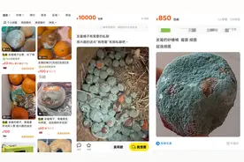 蓝媒热评丨“发霉橘子”竟卖千元一个？这场荒诞闹剧该收场了图片