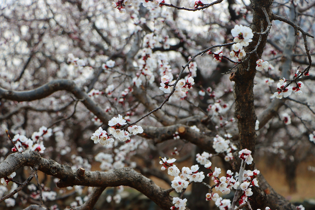 春归西董丨暗香浮动醉春光，梅花迎客踏春来