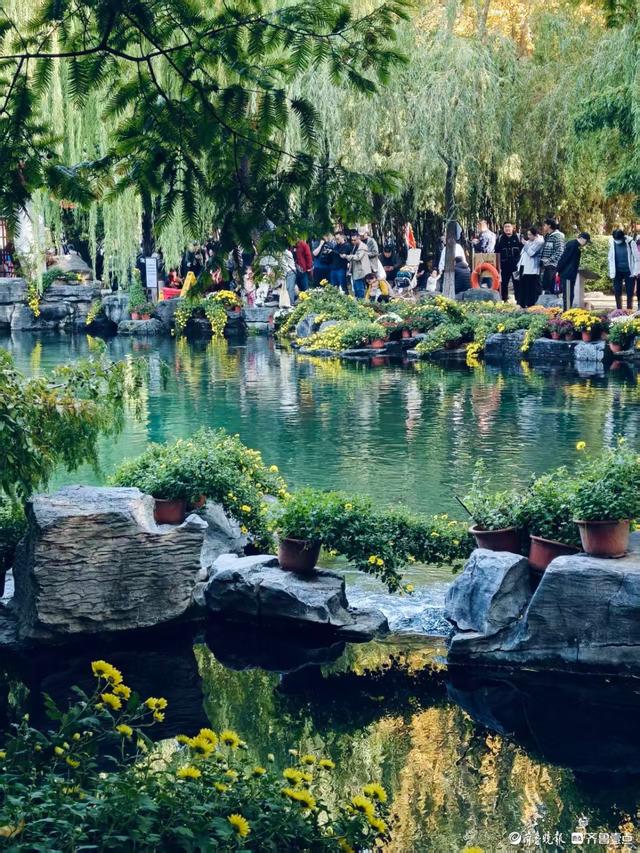 秋高气爽，济南观泉赏菊好时光