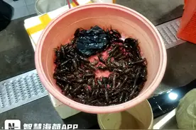 又双叒到吃小龙虾的季节了！福州小龙虾提早半月抢“鲜”上市图片