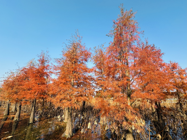 西湖湿地看水杉