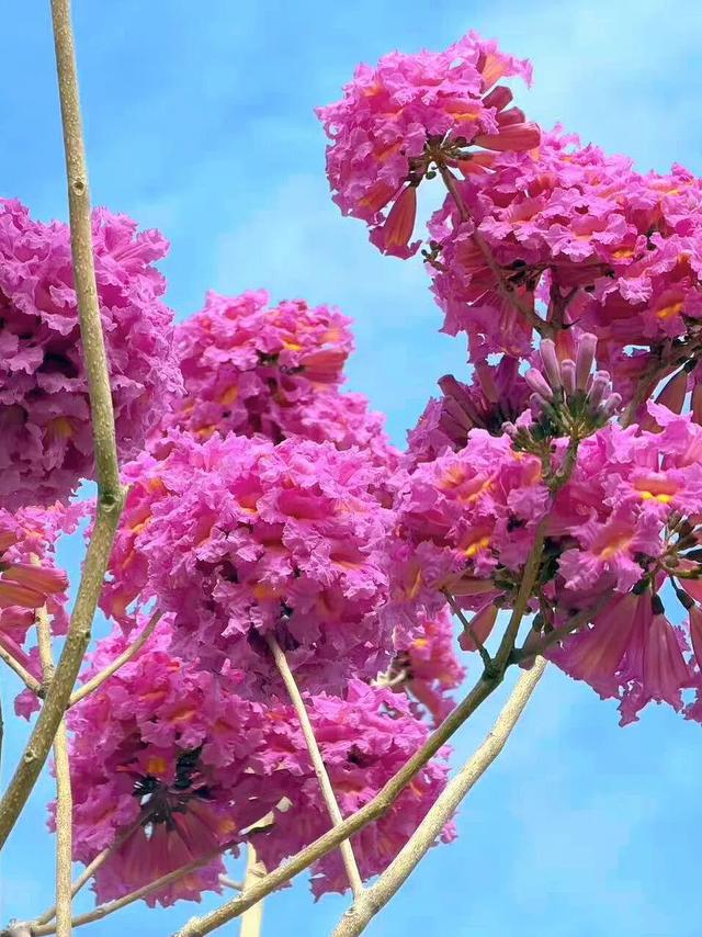 美到上央视！珠海超大花海，开好了！