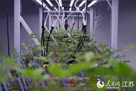 江苏：未来产业“快生根”图片