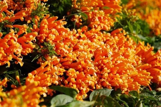 楚雄花开成海！你期盼的春天提前来了