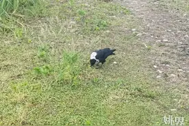 智商高 性情凶猛！余姚发现“怪鸟”……图片