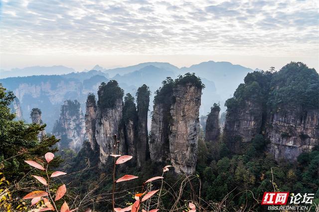 【每日一图@湖南】秋冬自驾必冲！张家界黄石寨暖阳峰林美到出圈