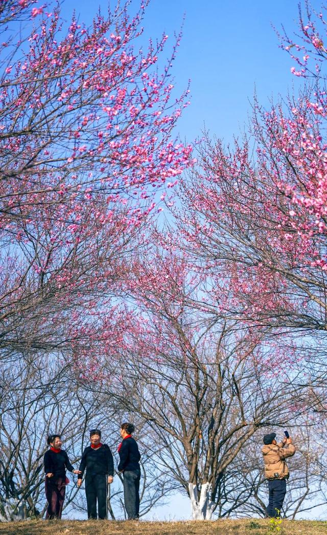 粉色花海免费赏！武汉“梅花坡”提前一个月绽放