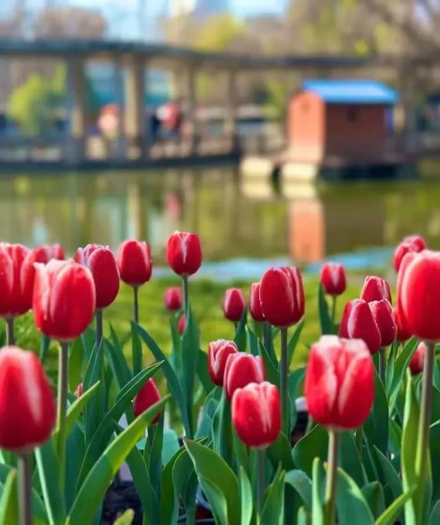 冬樱花、梅花、郁金香、虞美人......昆明最全赏花攻略请查收