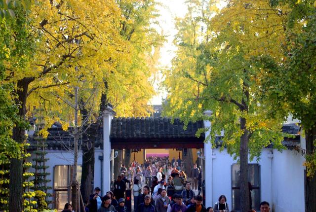 江苏苏州：游虎丘 赏银杏