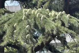 50岁雪松树结出百余雪松果！这在北京很少见图片