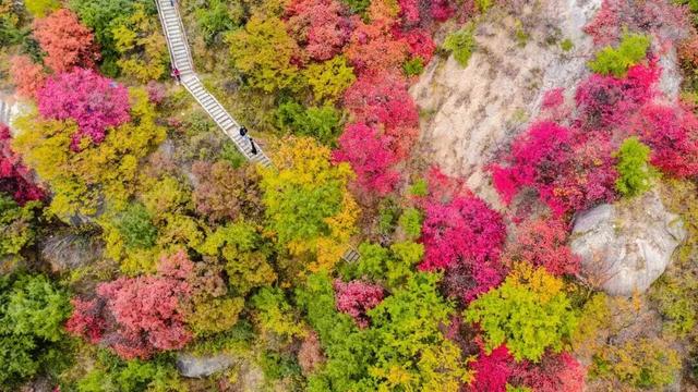 待天晴，看洛阳漫山姹紫嫣红→