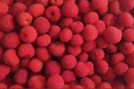 黄仕忠︱山乡物语（二）：野果物语图片