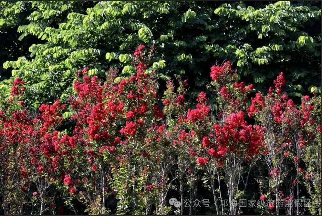 繁花似锦 | 邛海紫薇花开缀满枝头,百日浪漫尽在眼前