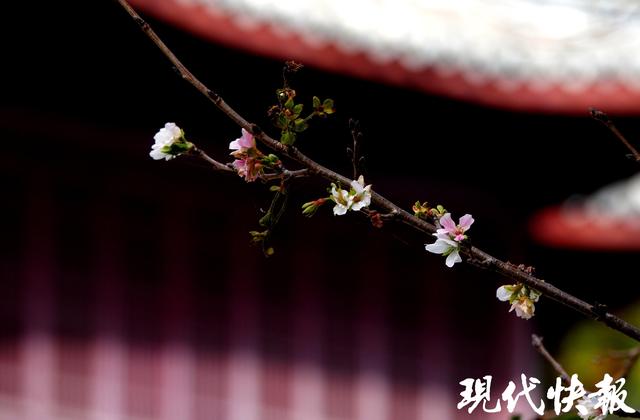 南京鸡鸣寺路樱花11月“反季”绽放，网友：春天来了？