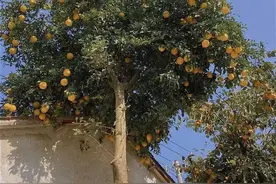 不要吃！不要捡！近期正大量出现，重庆也有！图片