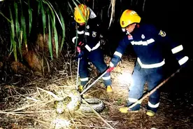 45斤巨蟒深夜出没甘蔗地！广西“蓝朋友”拿捏！图片