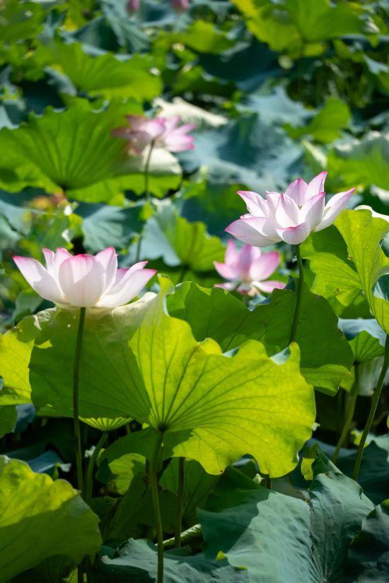 上海限定美景已上线！这个七月，“荷”你相遇