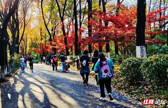 【每日一图@湖南】层林尽染，游人如织，湖南省植物园开启最美“枫”景季