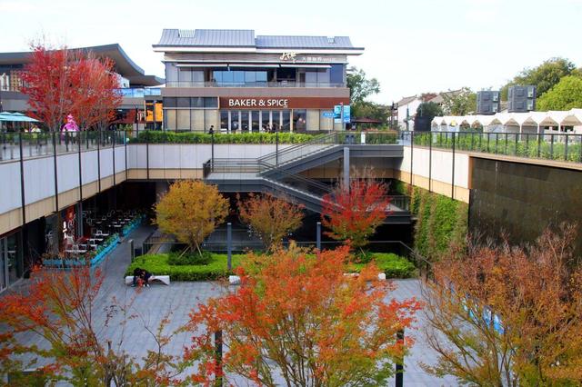 江苏苏州：初冬叶绯红，游客醉美景
