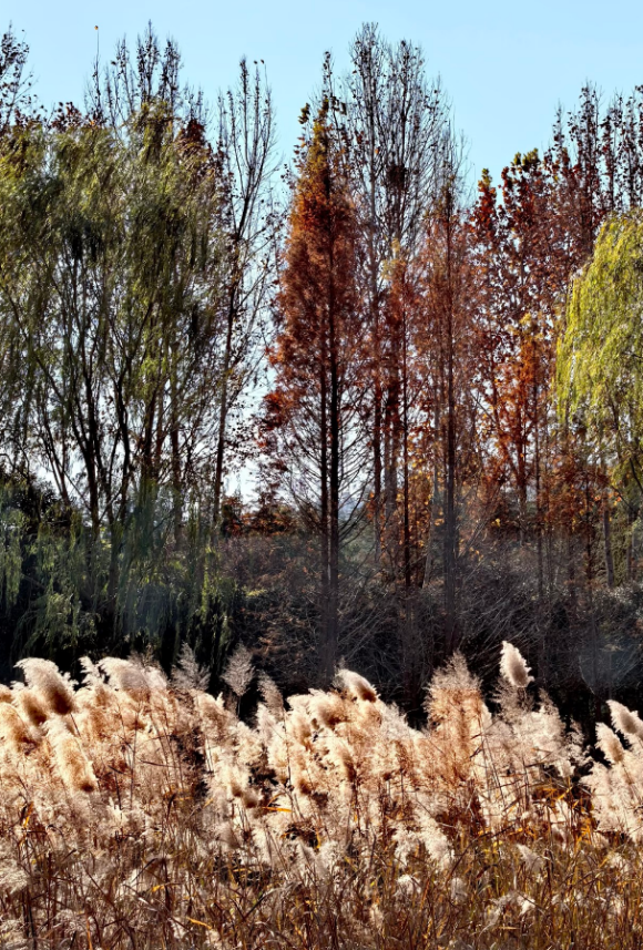 温柔，超治愈！郑州5个好看出片的芦苇打卡地！