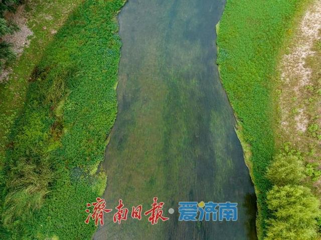 一年四季 泉在济南丨初秋济南玉符河畔：水清草盛景如画