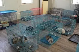 猫肉按每斤4块5充当猪羊肉，张家港市警方果断截获千余只猫图片