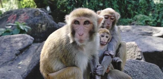 俄语国家入琼游客增多 海南一景区推出俄语主题曲《无忧岛》