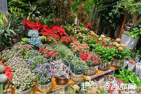 西安花卉市场春意盎然 时令鲜花受青睐图片