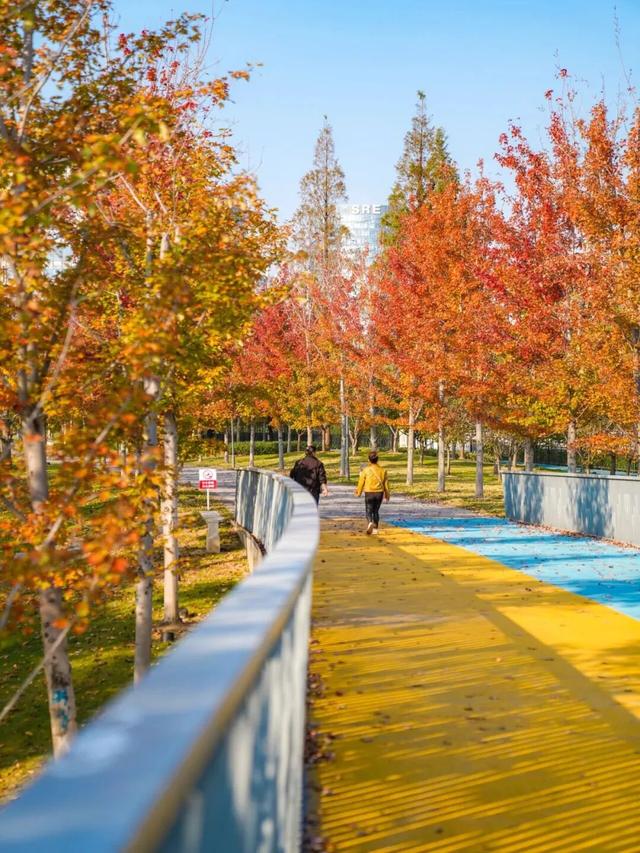 红叶+落日！深秋限定！用一下午时间感受河畔最美秋色