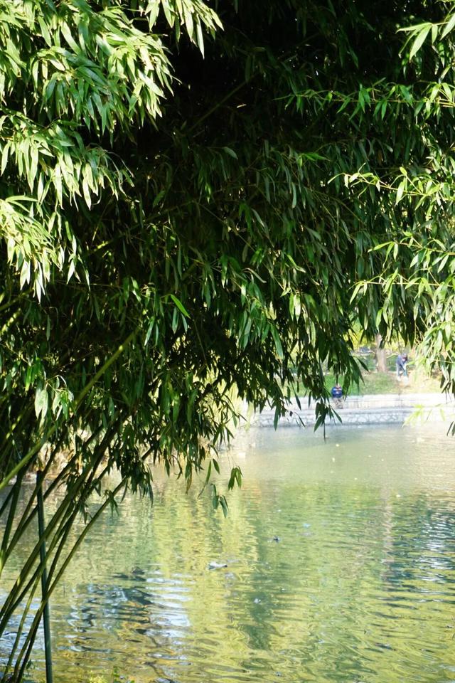 海淀这个免费公园，“藏”着秋天的所有颜色——