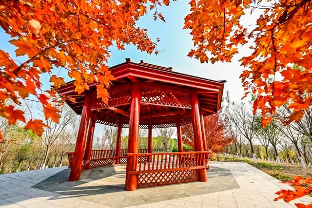 开放啦！副中心醉美秋色等您入画~