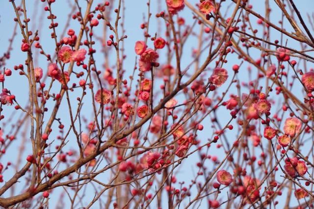 枝江2026年第一波梅花开了！