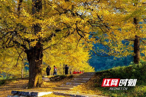 桐子坳还能这样玩②解锁秋日新体验：文创互动让银杏季更出“圈”