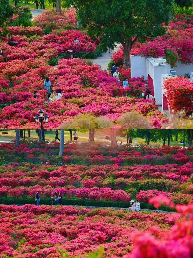 大美青秀山 | 叶子花园、丘石花园、音乐大草坪、金杉湖即将迎来冬日最佳观赏期！