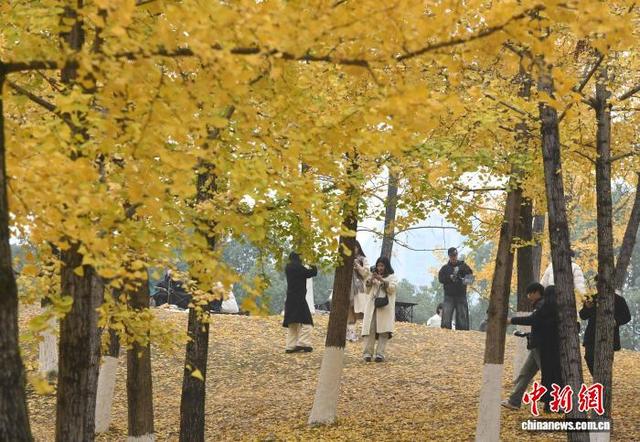 重庆：冬日银杏美如画 金黄满枝引游人