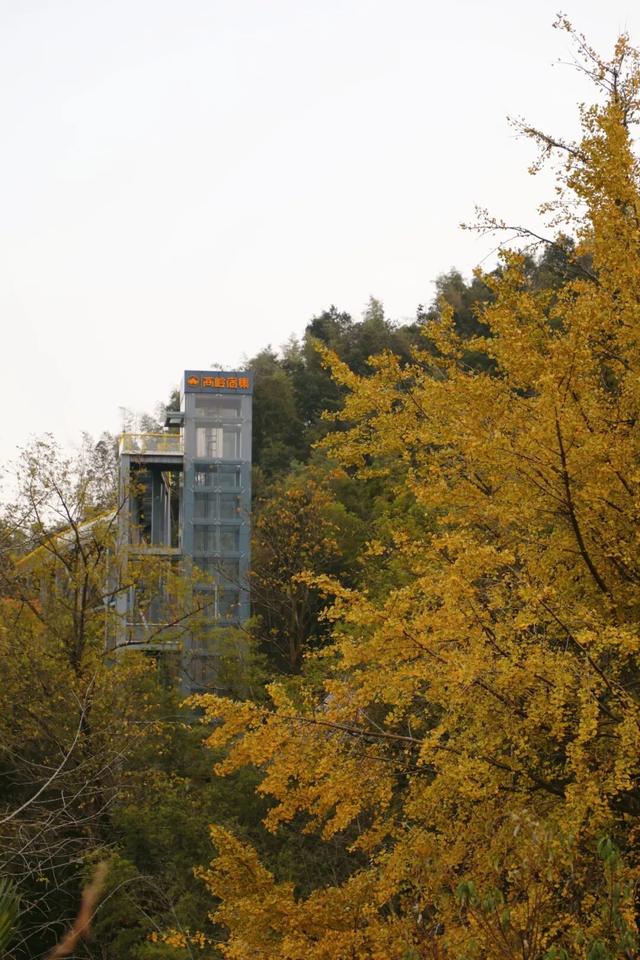 高岭宿集・赴一场银杏的金色邀约